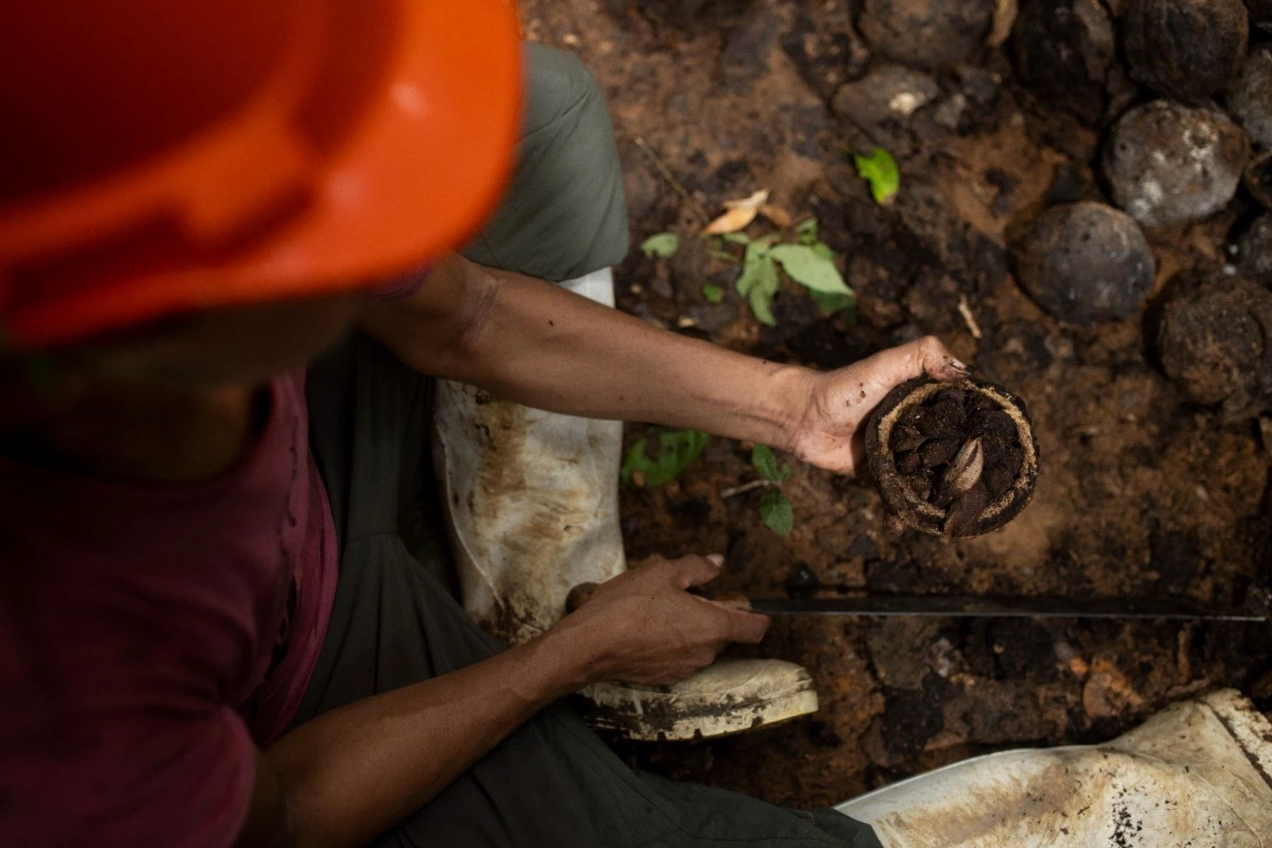 Nutribio Amazonía